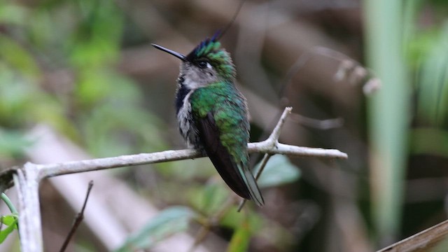 kolibřík paraguayský - ML612454126