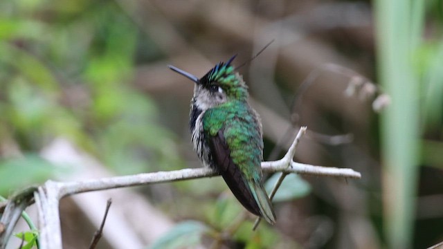 kolibřík paraguayský - ML612454127