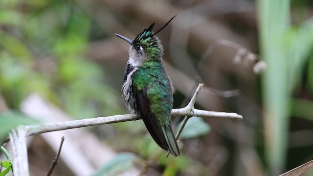 kolibřík paraguayský - ML612454128