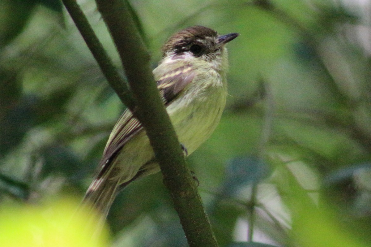 Sepia-capped Flycatcher - ML612454611
