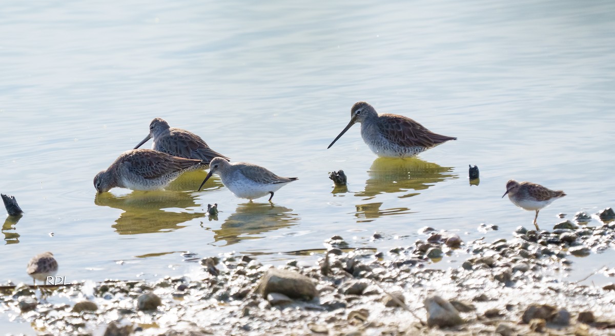 Long-billed Dowitcher - ML612454756