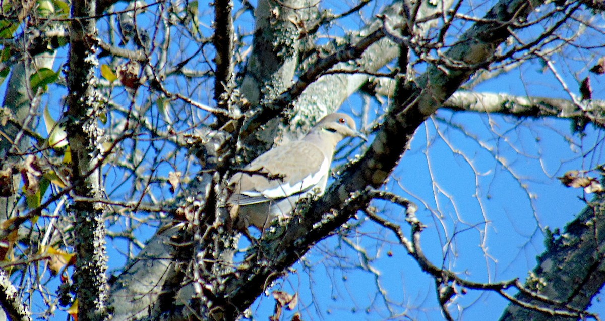 White-winged Dove - ML612454757