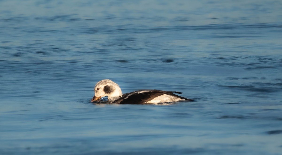 Long-tailed Duck - ML612455054