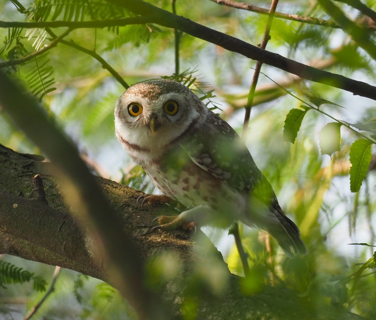 Spotted Owlet - ML612455223