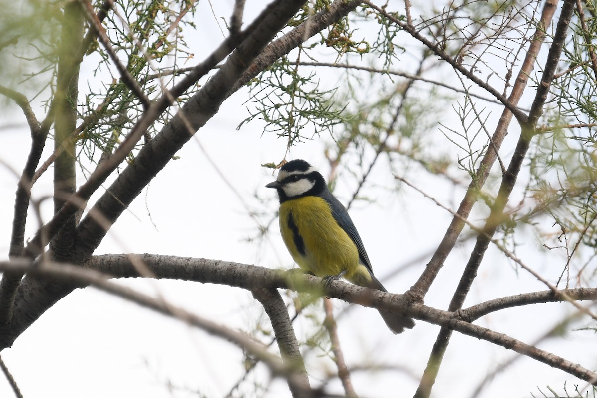 African Blue Tit - Andre Vieira