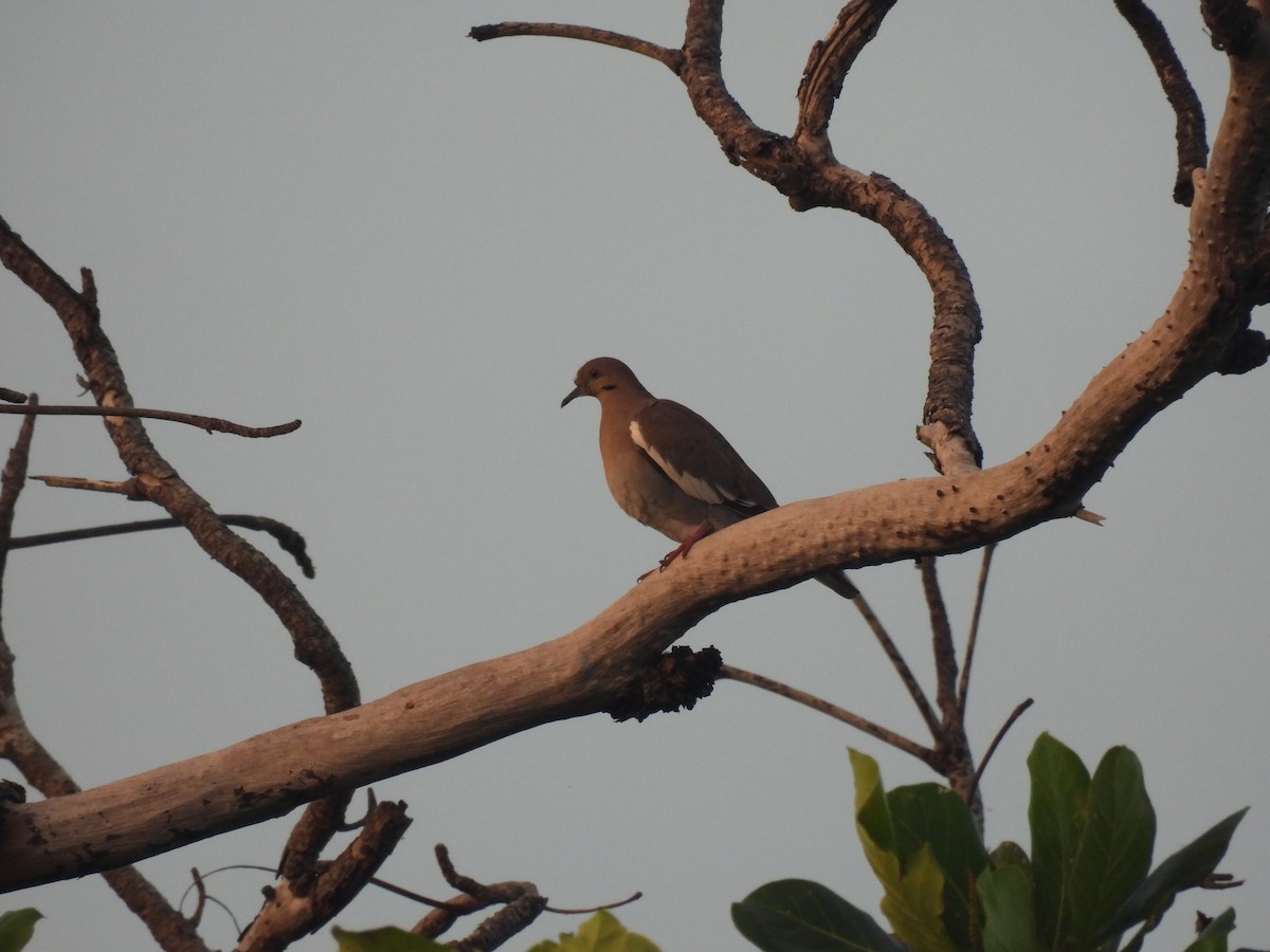 EBird Caribbean Checklist 20 Dec 2023 Bosque De Punta Salinas 30 Species