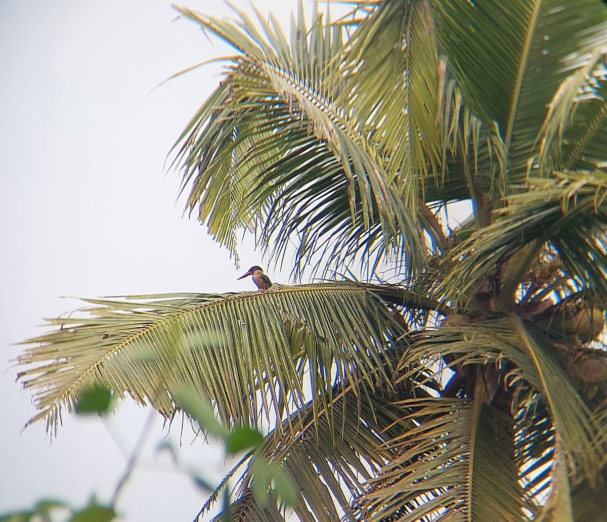 Stork-billed Kingfisher - ML612455389