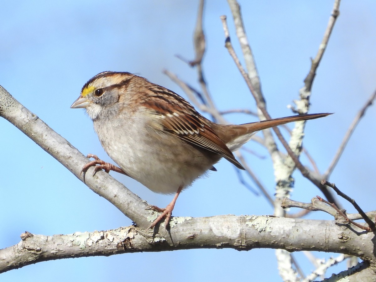 White-throated Sparrow - ML612455682