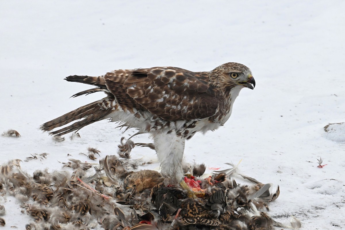 Red-tailed Hawk - ML612456086