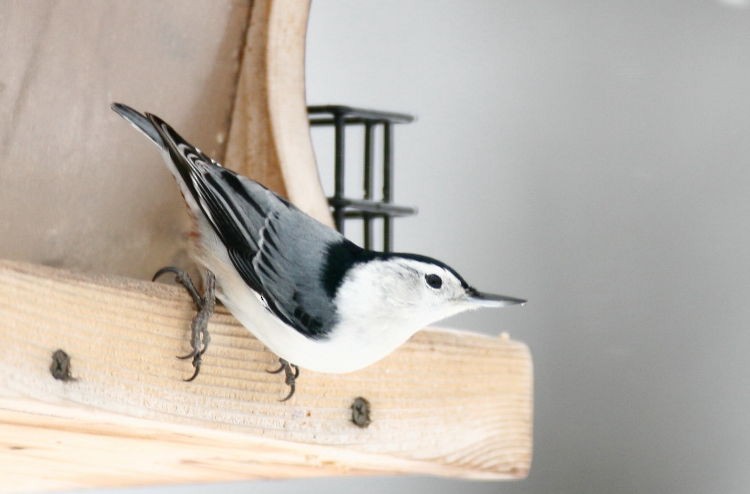 White-breasted Nuthatch - ML612456568