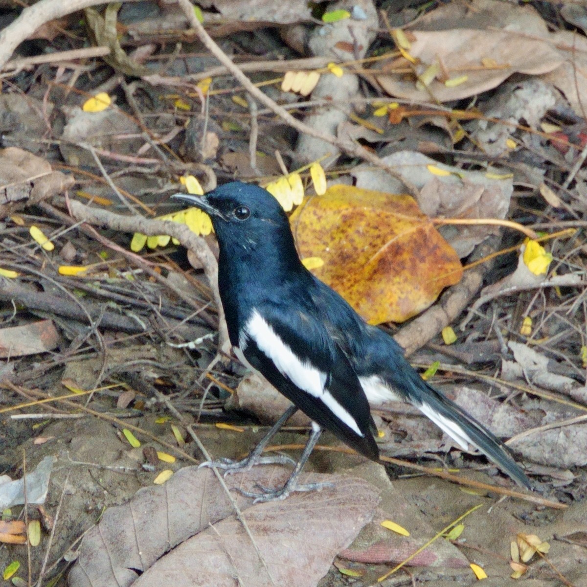 Oriental Magpie-Robin (Oriental) - ML612457183