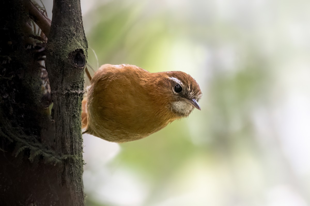 White-browed Spinetail - ML612457540