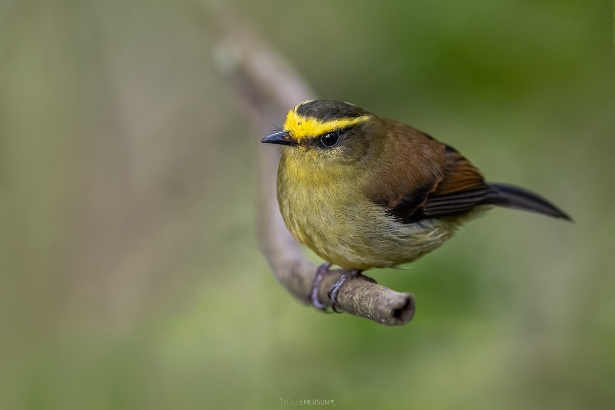 Yellow-bellied Chat-Tyrant - ML612457557