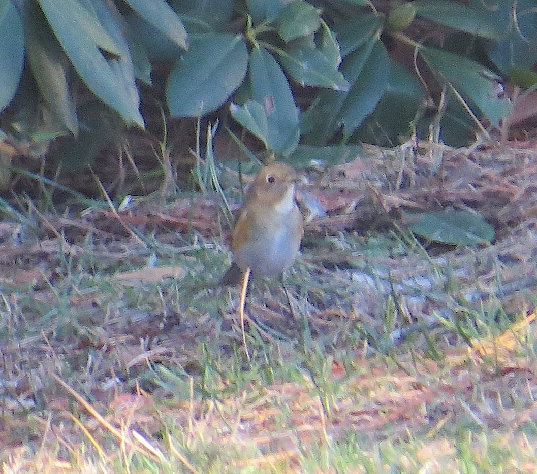Red-flanked Bluetail - ML612457721