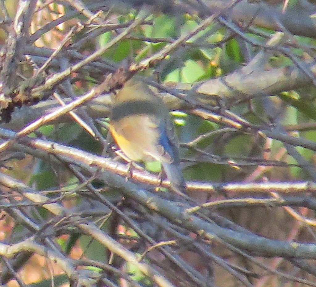 Red-flanked Bluetail - ML612457724