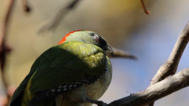Iberian Green Woodpecker - ML612457876