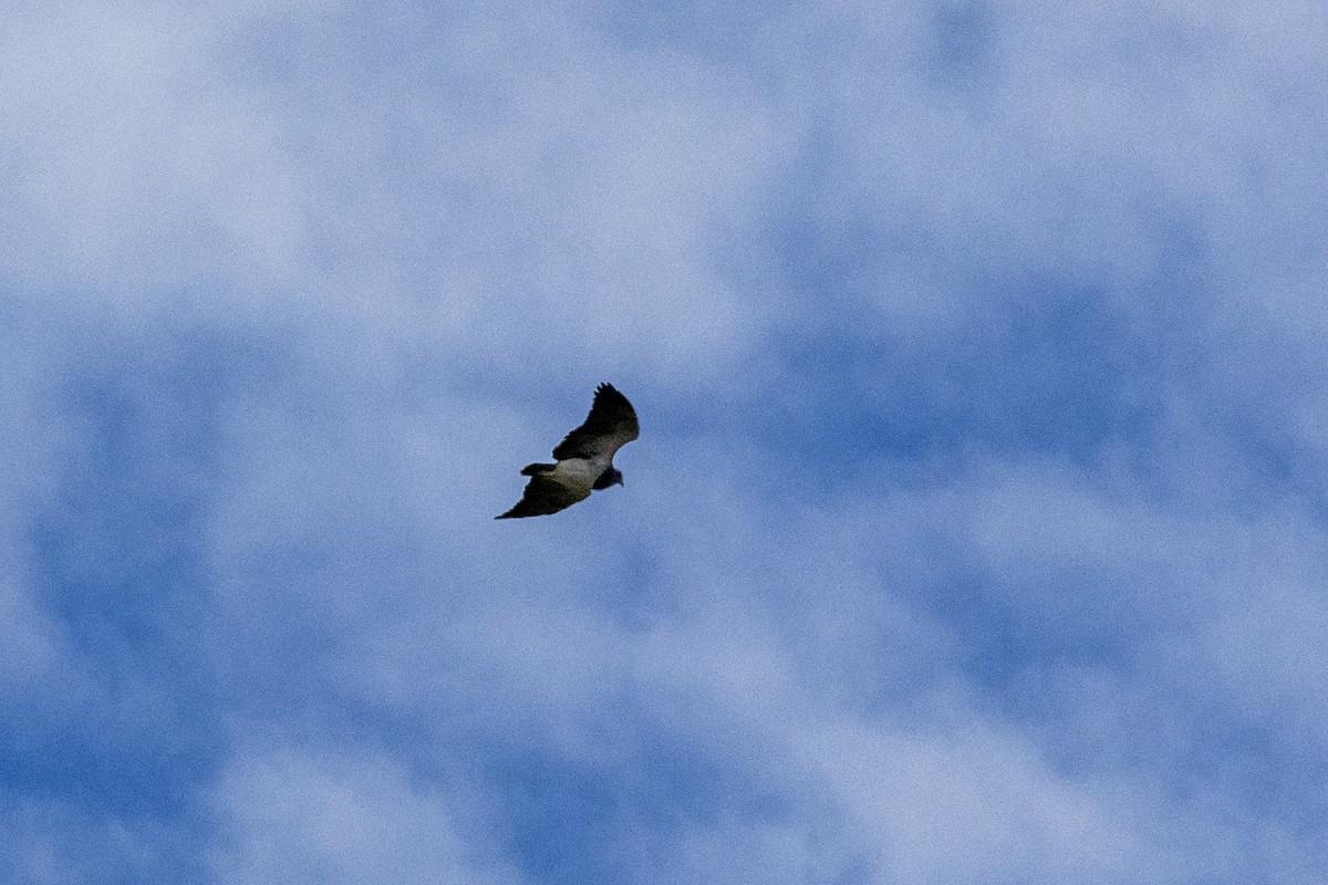 Black-chested Buzzard-Eagle - ML612458100