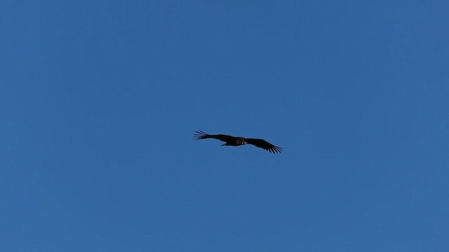 Cinereous Vulture - ML612458351