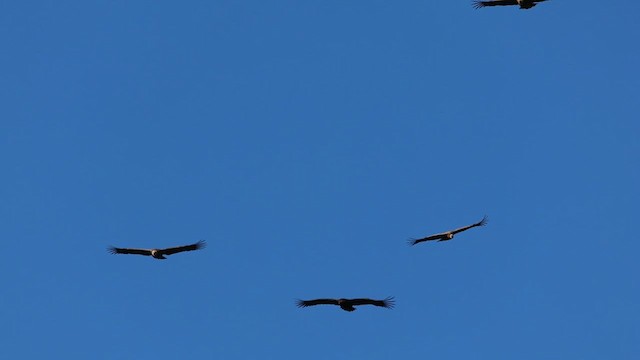 Cinereous Vulture - ML612458357