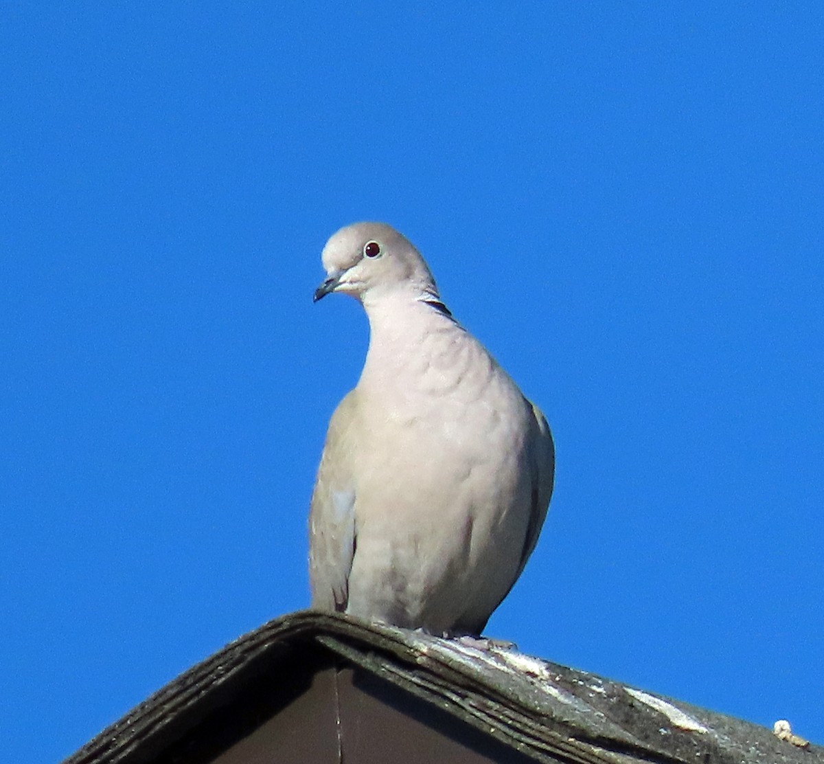 Eurasian Collared-Dove - ML612458577