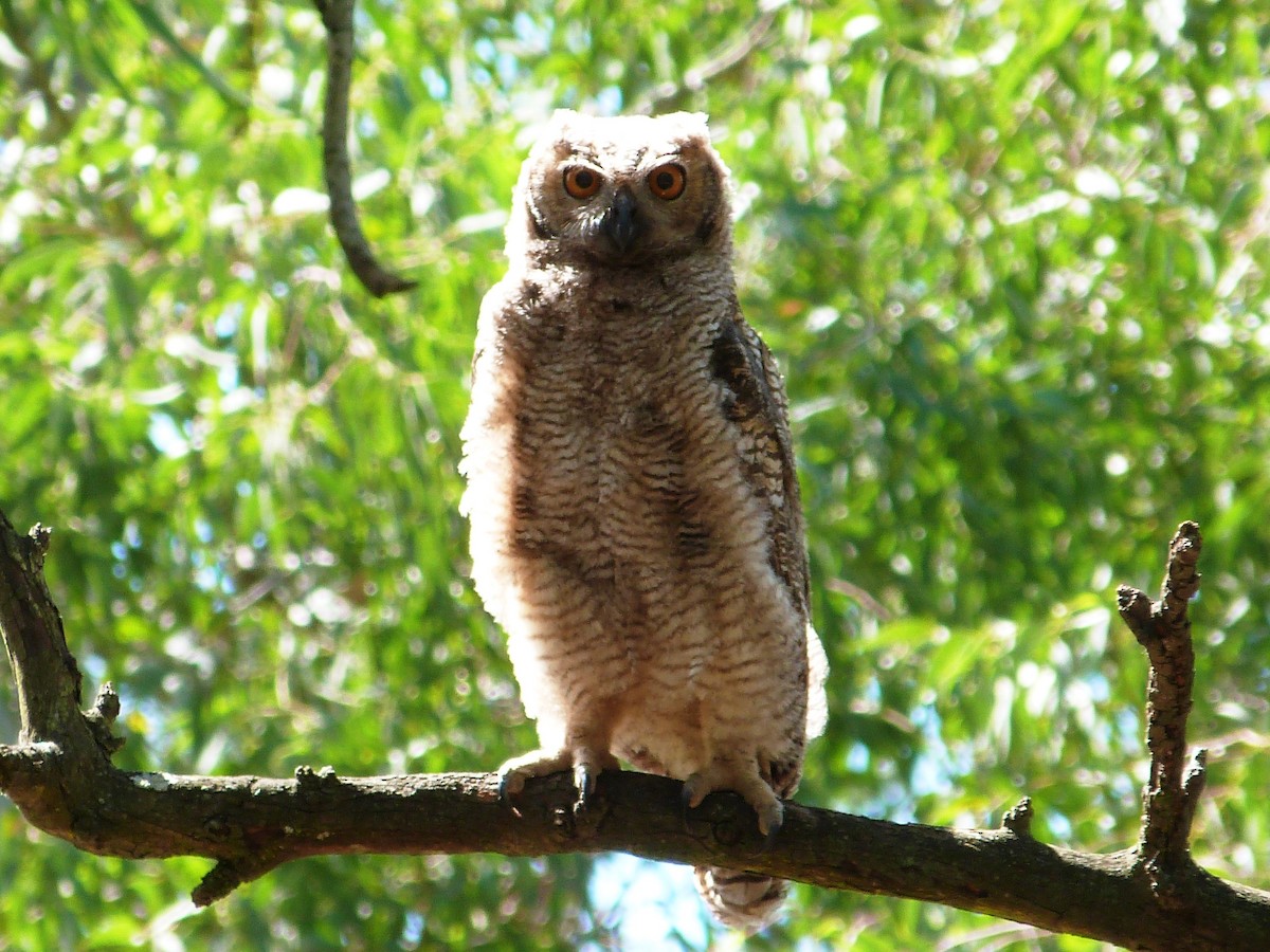 Great Horned Owl - ML612458629