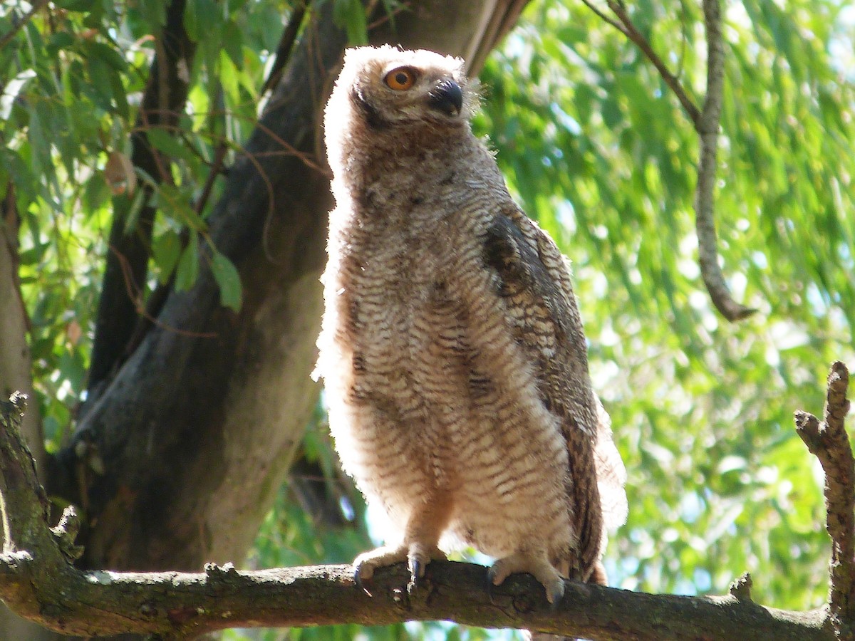 Great Horned Owl - ML612458630