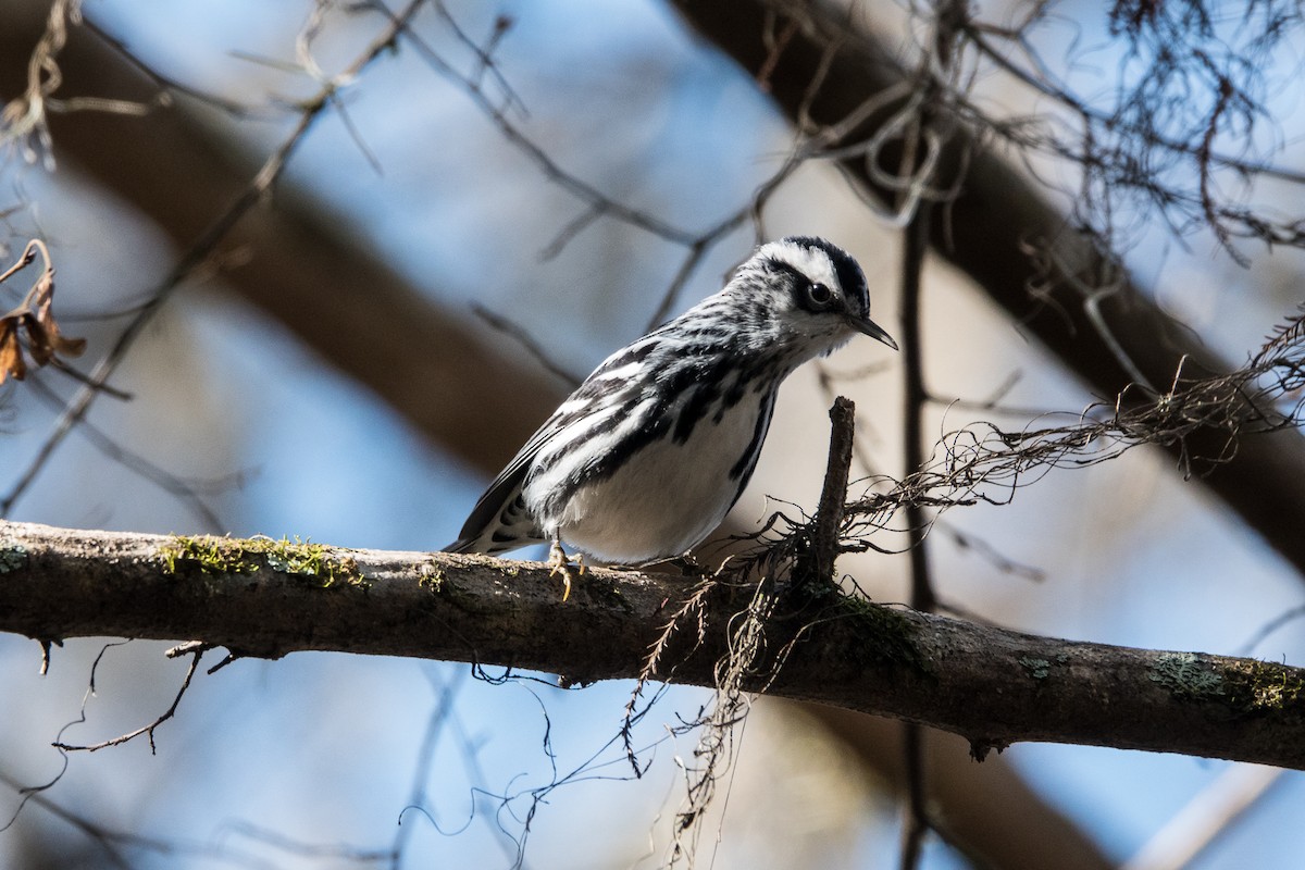 Black-and-white Warbler - ML612458767