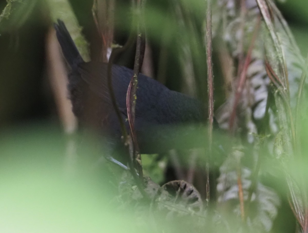 Trilling Tapaculo - Stephan Lorenz