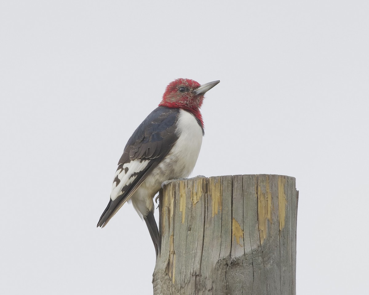Red-headed Woodpecker - ML612458843