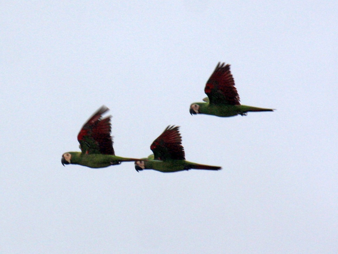 Chestnut-fronted Macaw - ML612458936