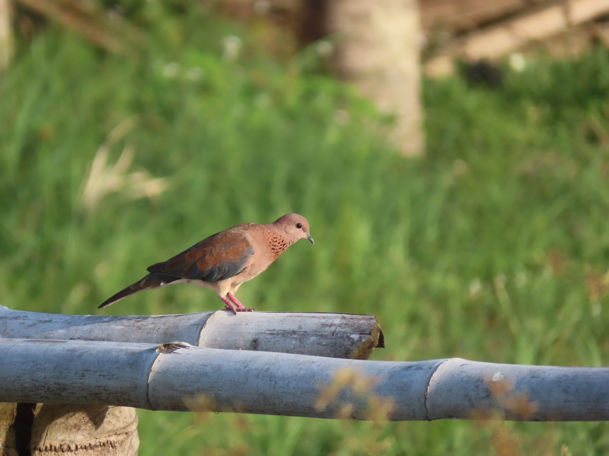Laughing Dove - ML612459109