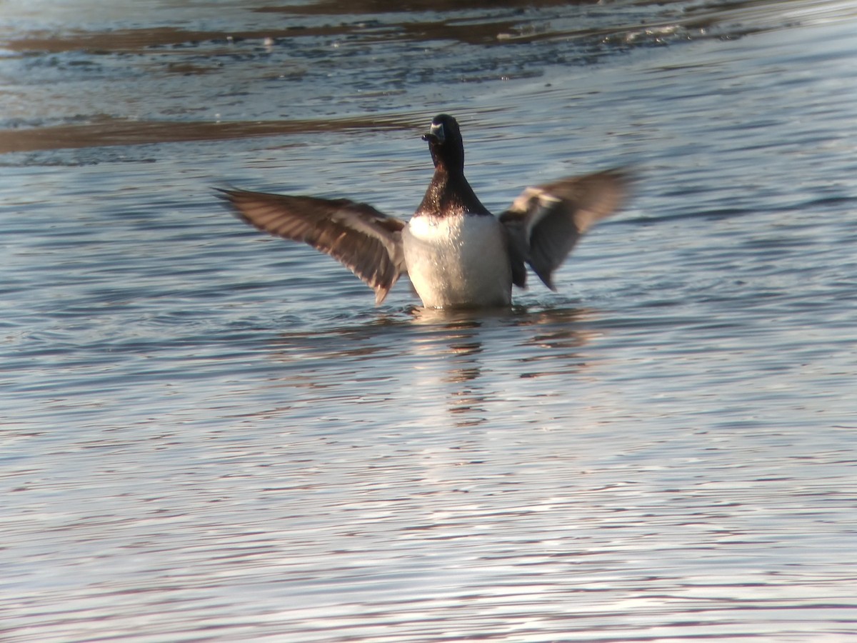 Ring-necked Duck - ML612459112