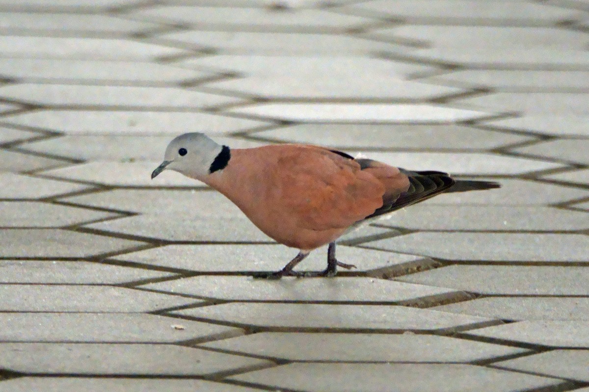 Red Collared-Dove - ML612459143