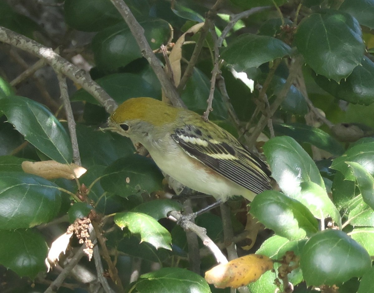 eBird Checklist 20 Dec 2023 17932 Lyons Valley Road, Jamul