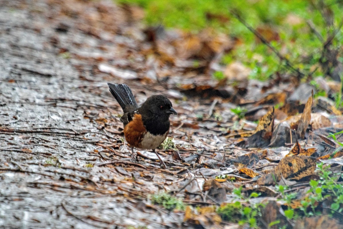 Spotted Towhee - ML612459441