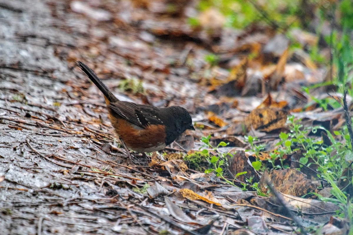 Spotted Towhee - ML612459454