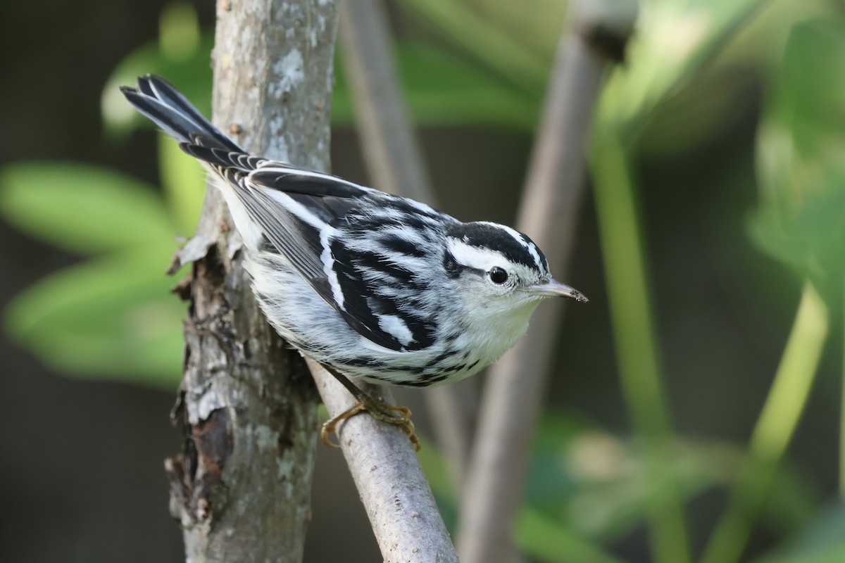 Black-and-white Warbler - ML612460094