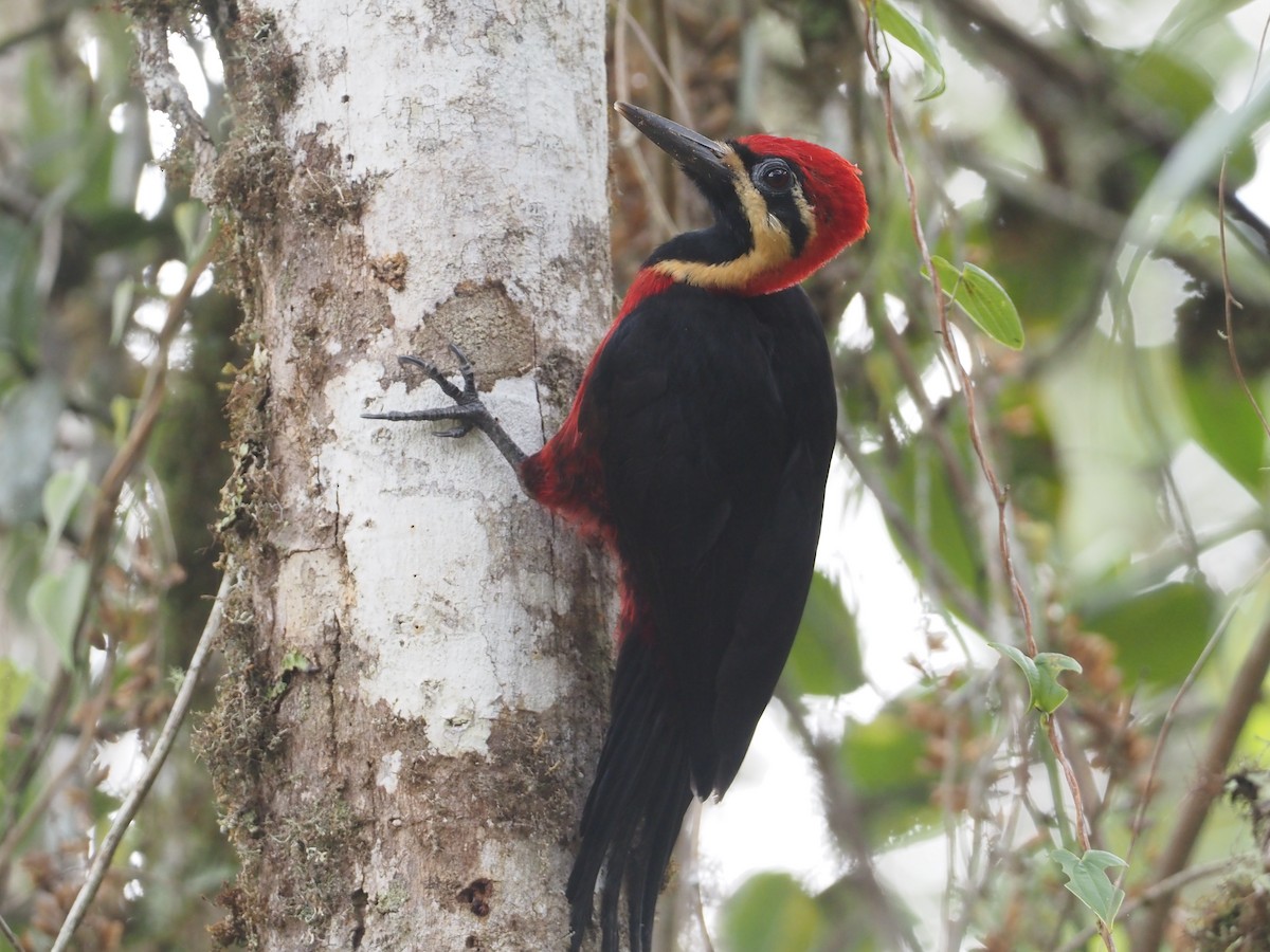 Crimson-bellied Woodpecker - ML612460157