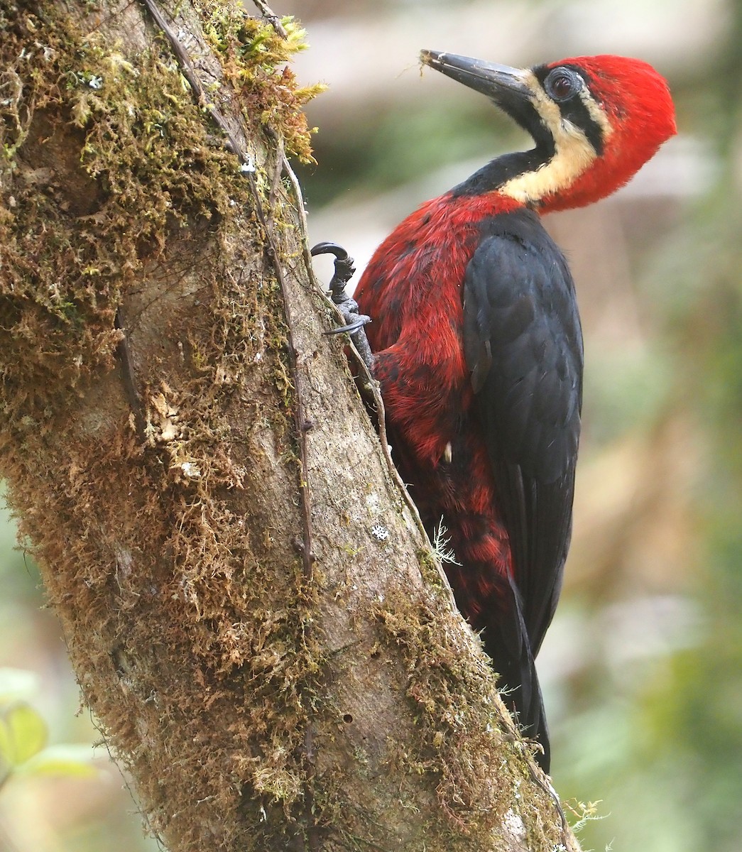 Crimson-bellied Woodpecker - ML612460161