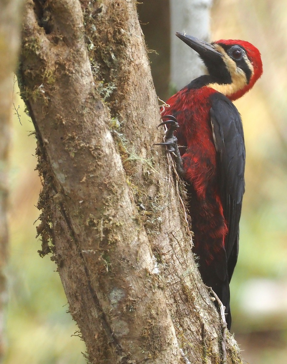 Crimson-bellied Woodpecker - ML612460187