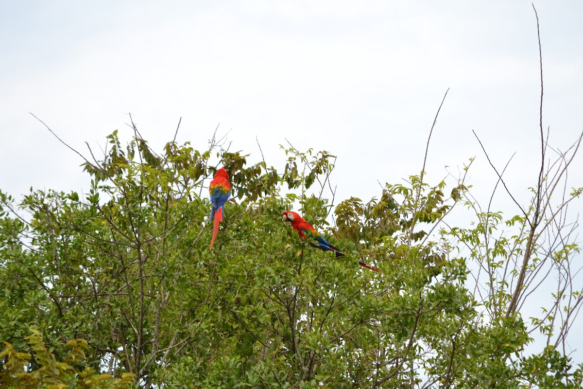 Scarlet Macaw - ML612460360