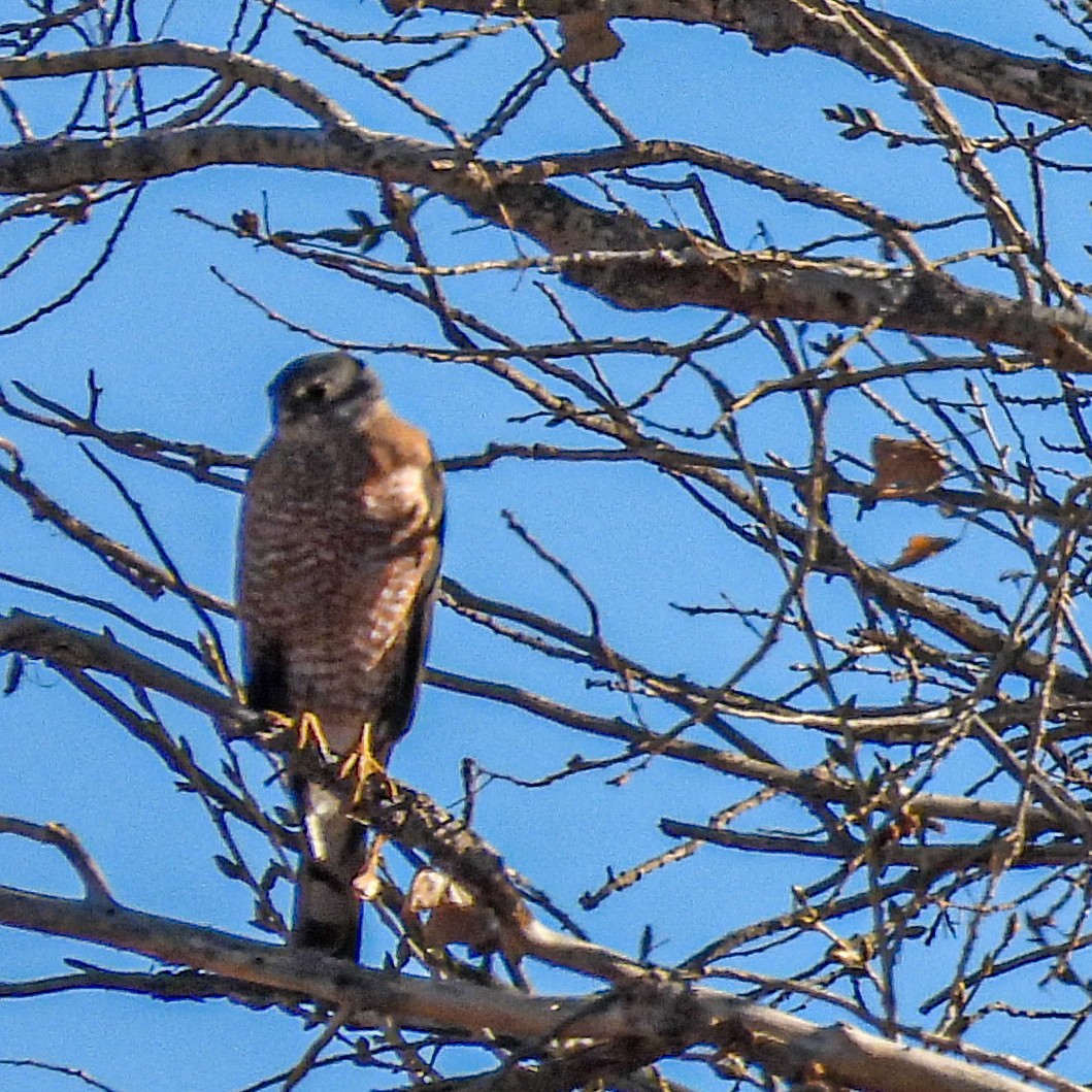 Cooper's Hawk - ML612460704