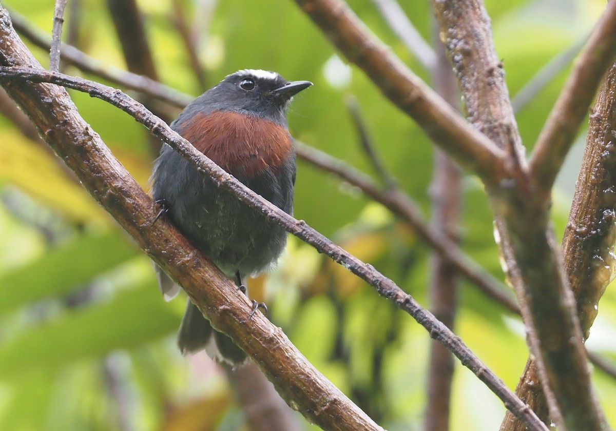 Maroon-belted Chat-Tyrant - ML612460994