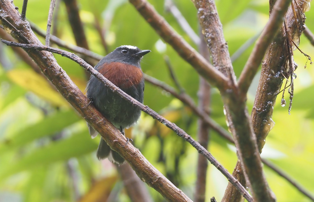 Maroon-belted Chat-Tyrant - ML612461006