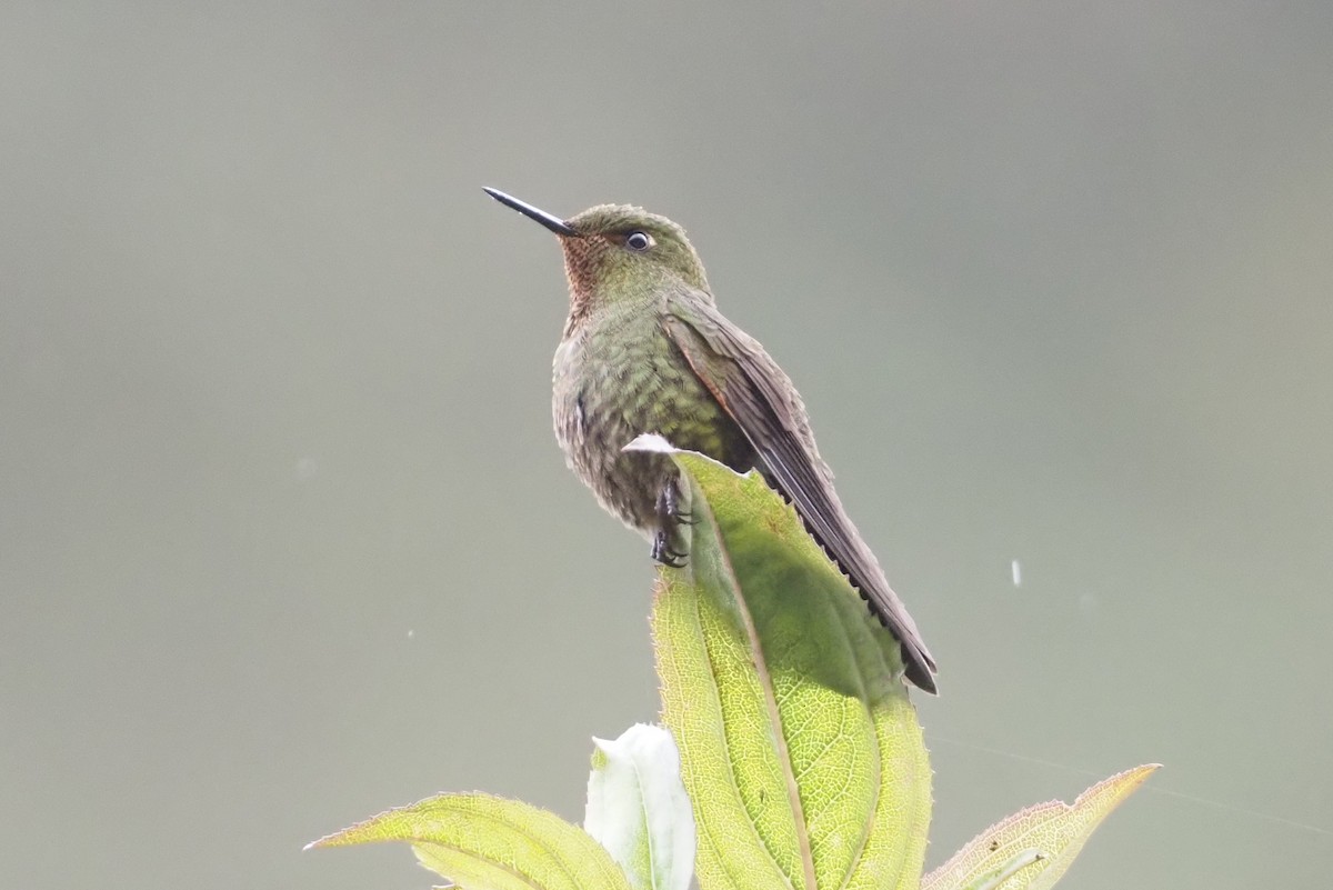 Fire-throated Metaltail - ML612461213