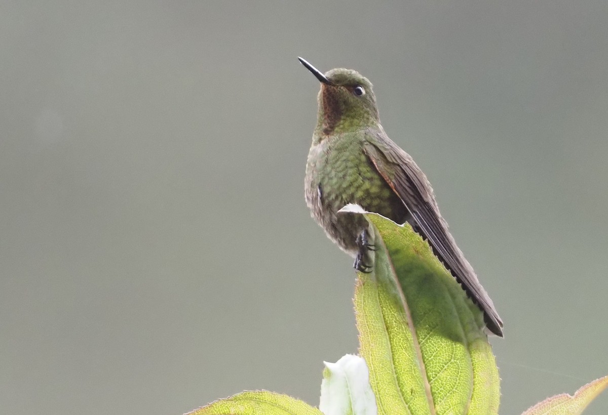 Fire-throated Metaltail - ML612461228