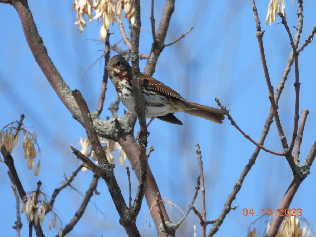 Fox Sparrow (Red) - ML612461251