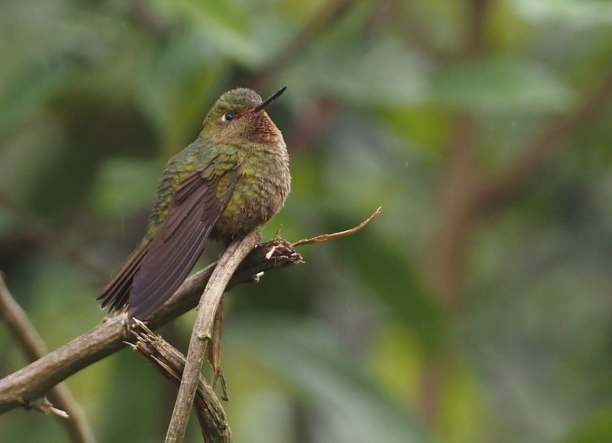 Fire-throated Metaltail - ML612461383