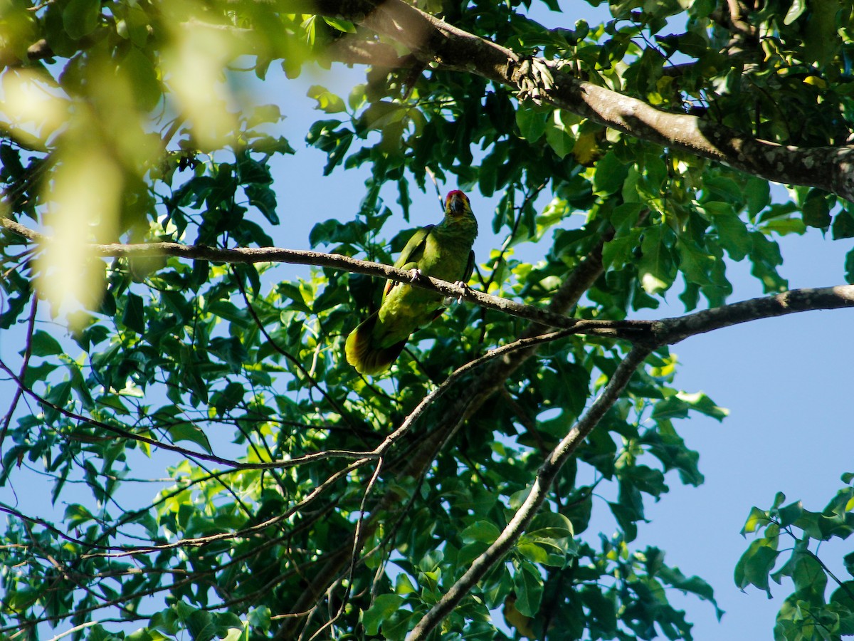 Red-browed Parrot - ML612461427