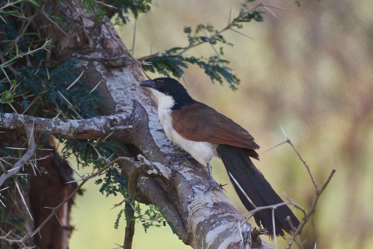 White-browed Coucal (Burchell's) - ML612461838